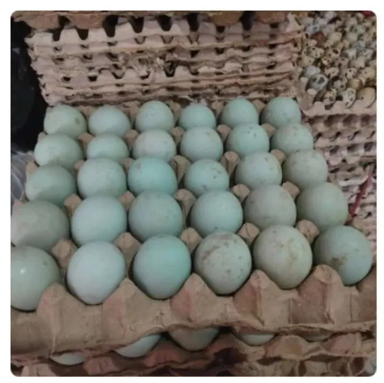telur bebek